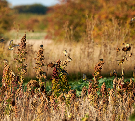 AHL2 / AB9 1 Year Wild Bird Mix: Finch and Bunting (FS10/FCB)